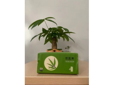 凯圣澜抽纸|保定抽纸厂家|保定抽纸批发